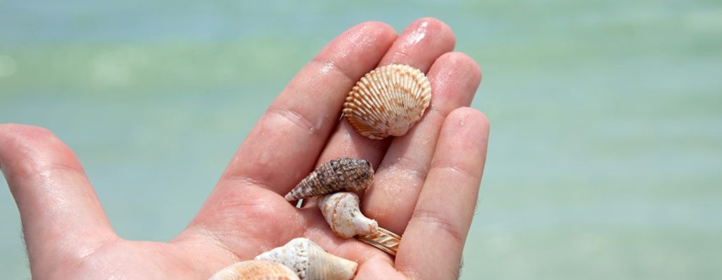Beachcombing - Pen Shells 